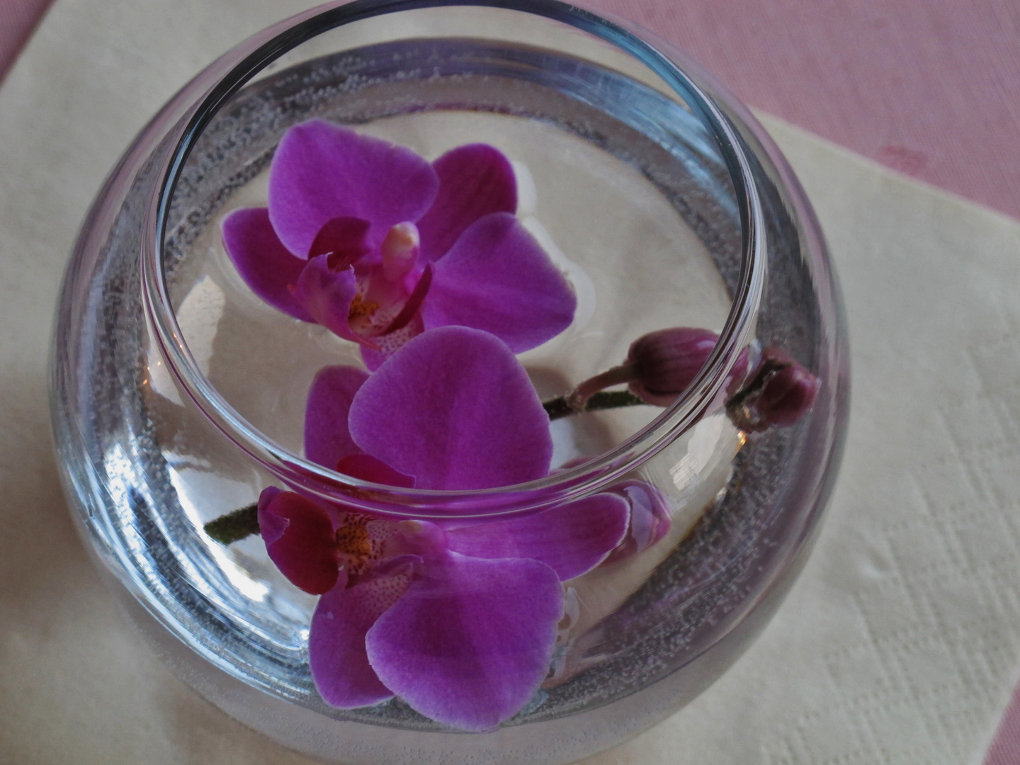 Orchideen im Wasserbad