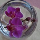 Orchideen im Wasserbad