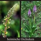 Orchideen im Weserbergland