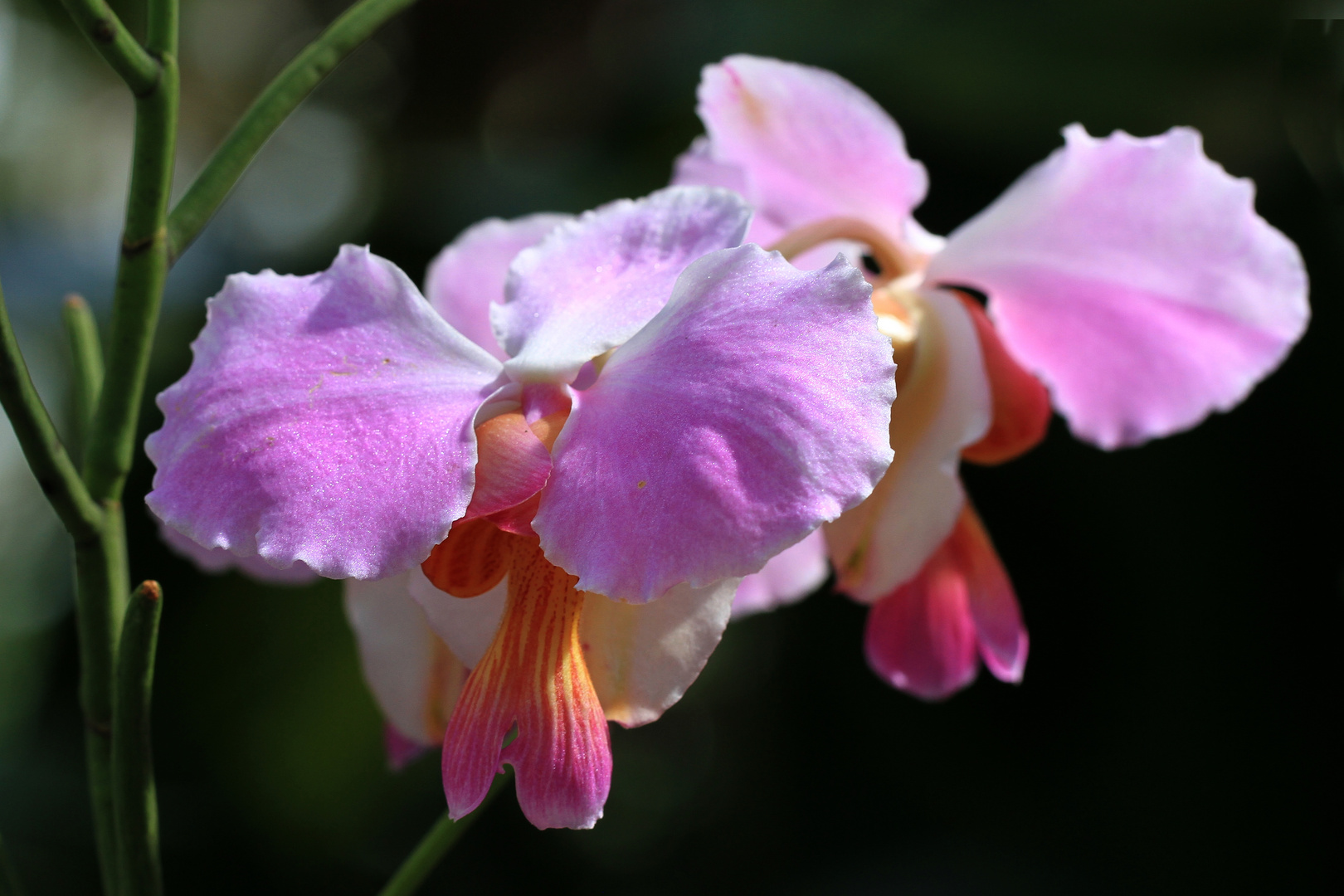 Orchideen im Wintergarten