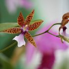 Orchideen in Brazil 2