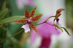 Orchideen in Brazil 2