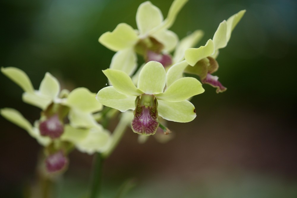 Orchideen in Brazil