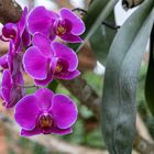 Orchideen in den Ga?rten der Welt