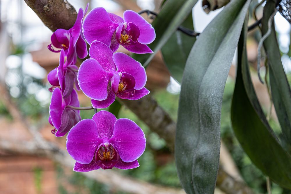 Orchideen in den Ga?rten der Welt