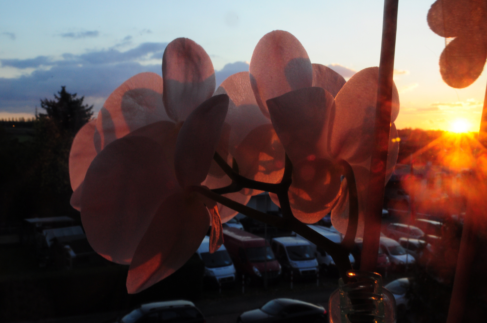 Orchideen in der Abendsonne