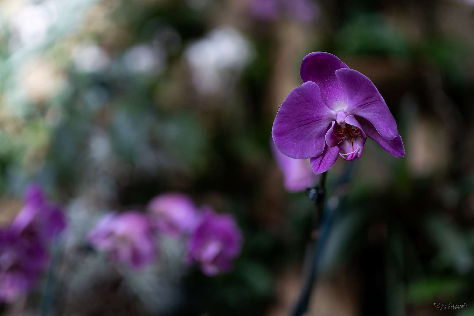 Orchideen in der Biosphäre Potsdam