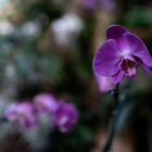 Orchideen in der Biosphäre Potsdam