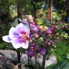 Orchideen in der "Wildnis"