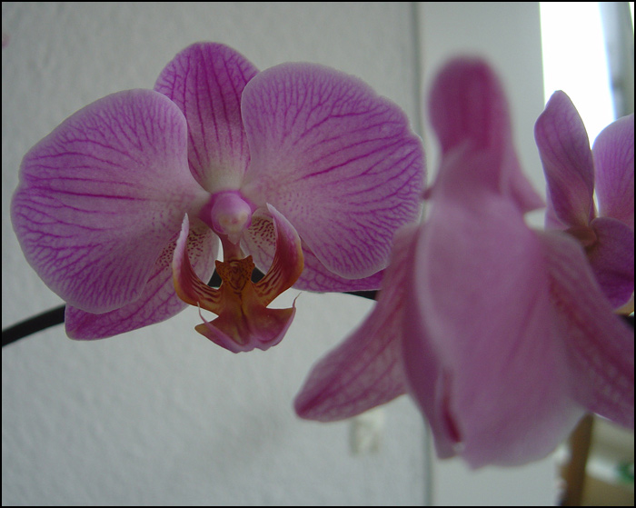 Orchideen in der Wohnung