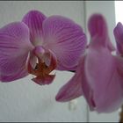 Orchideen in der Wohnung