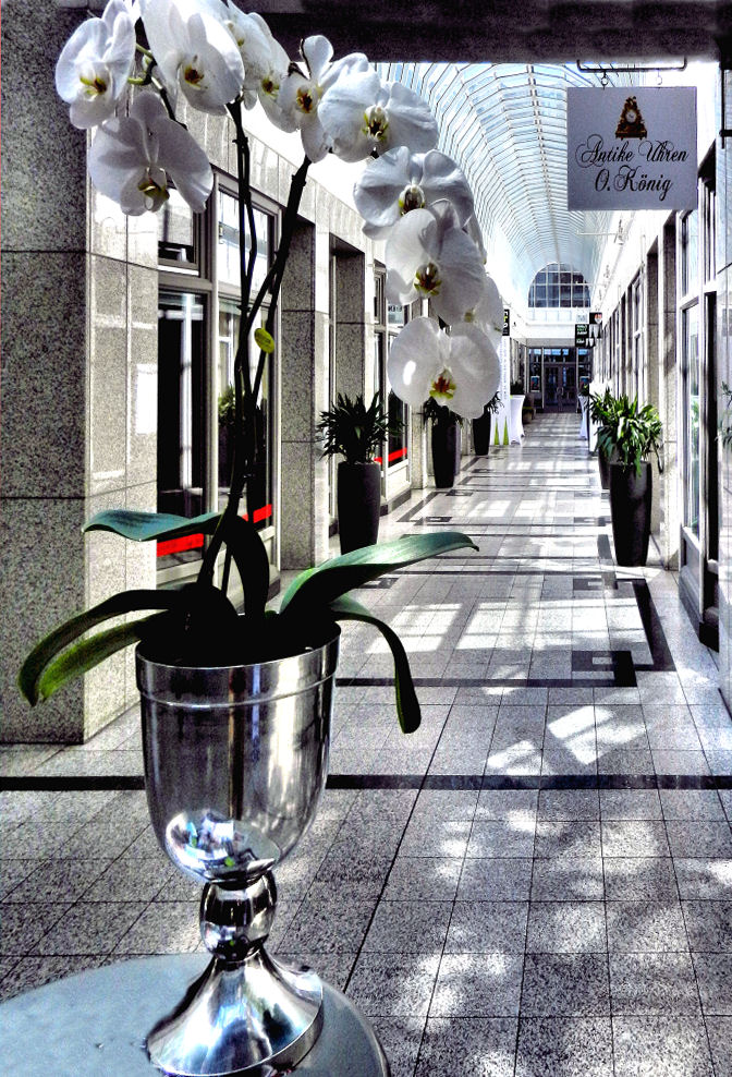 Orchideen in einer Kölner Kunstpassage