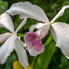 Orchideen in Hannovers Berggarten II