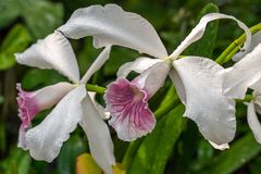 Orchideen in Hannovers Berggarten II