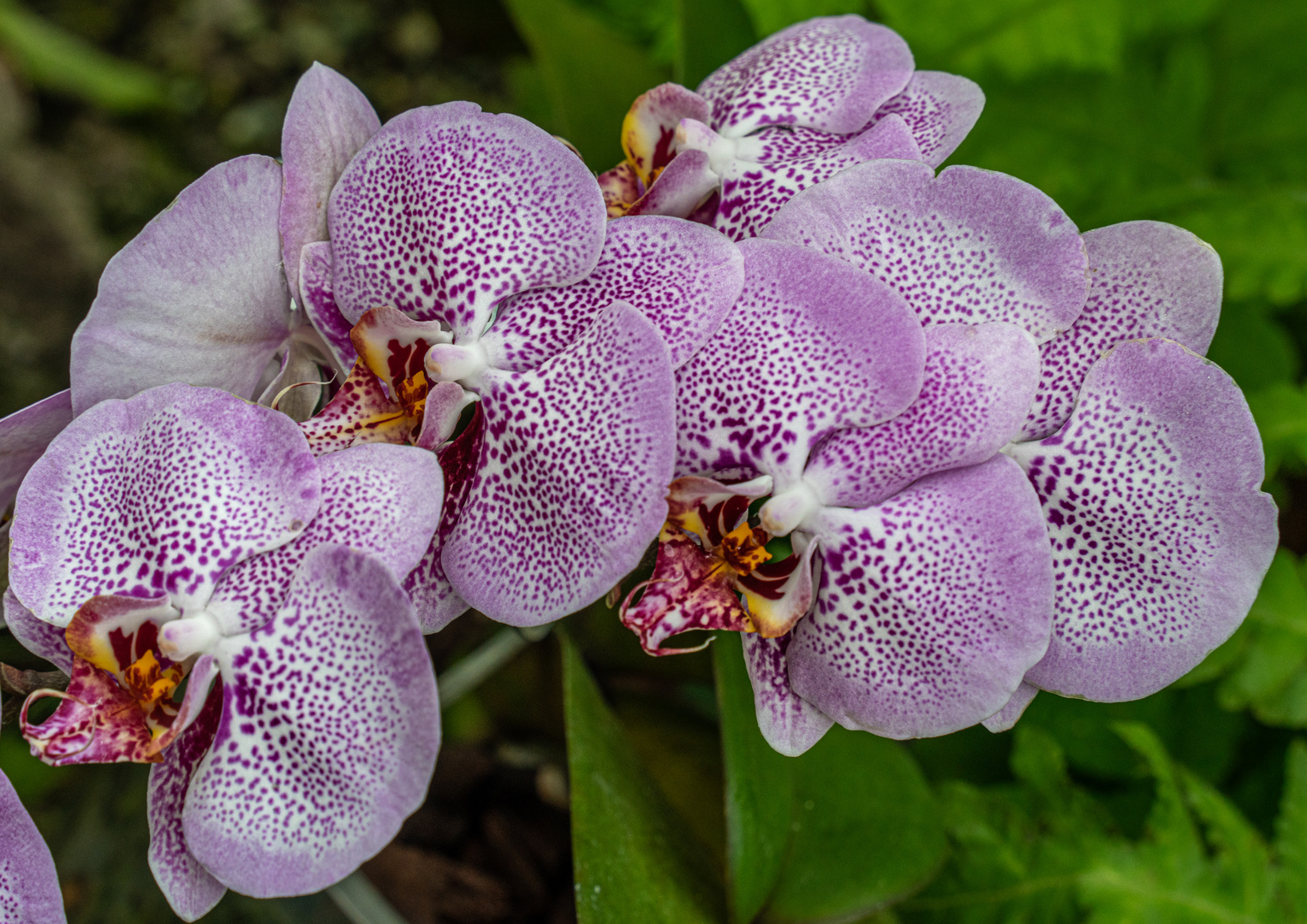 Orchideen in Hannovers Berggarten III