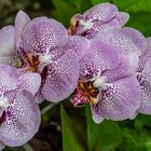 Orchideen in Hannovers Berggarten III