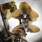 Orchideen in Pastell-Farben