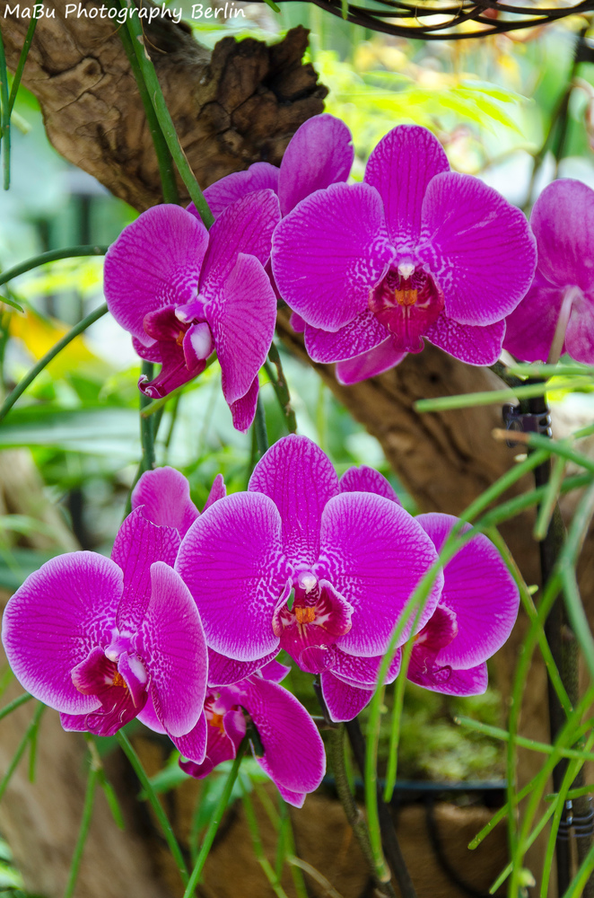Orchideen in Pink - Pink Orchids