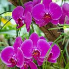 Orchideen in Pink - Pink Orchids