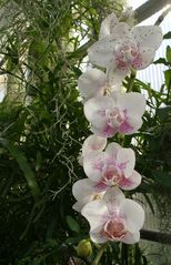 Orchideen in Reihe