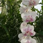 Orchideen in Reihe