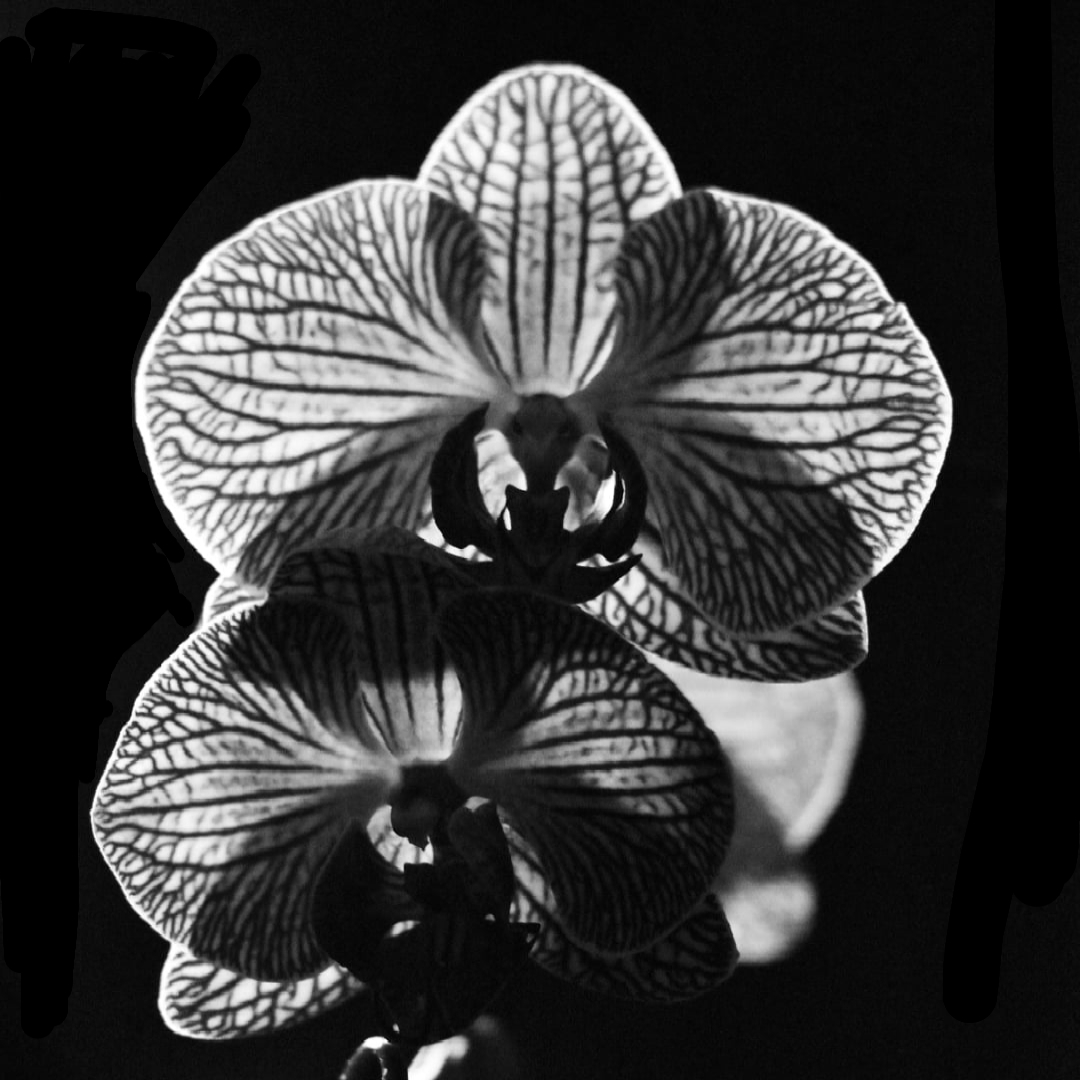 Orchideen in schwarz/weiß 