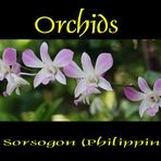 Orchideen in Sorsogon (Philippinen)