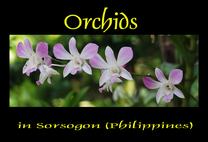 Orchideen in Sorsogon (Philippinen)