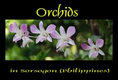 Orchideen in Sorsogon (Philippinen)