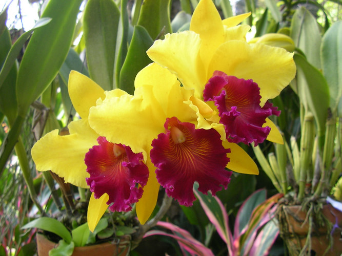 orchideen in Thailand