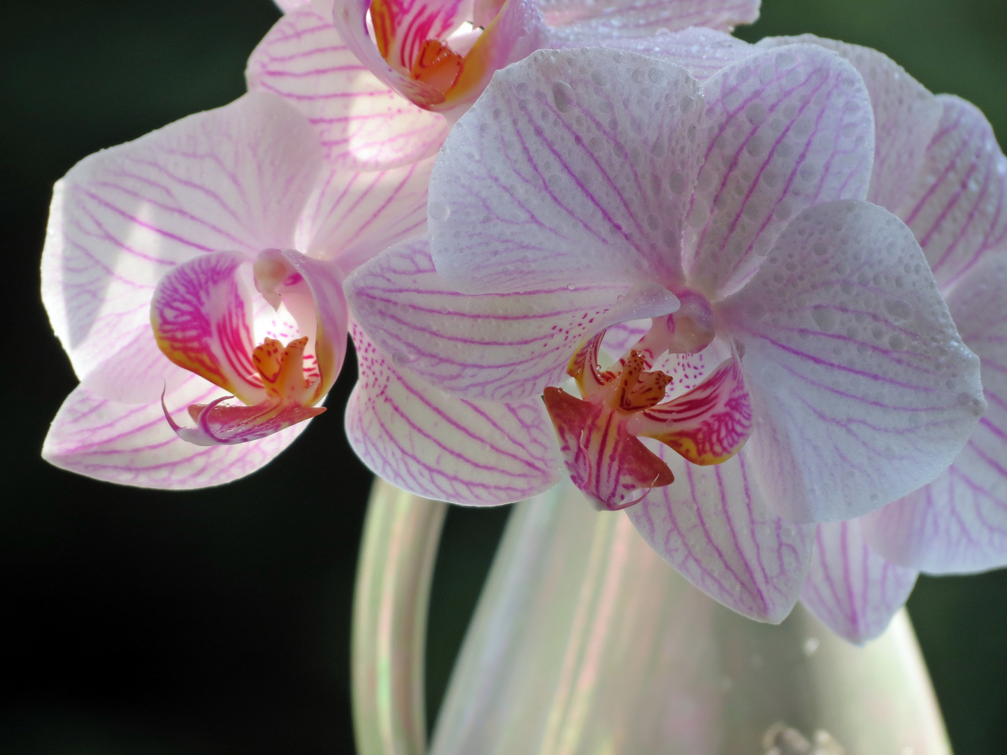 Orchideen in Vase