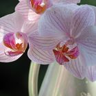 Orchideen in Vase