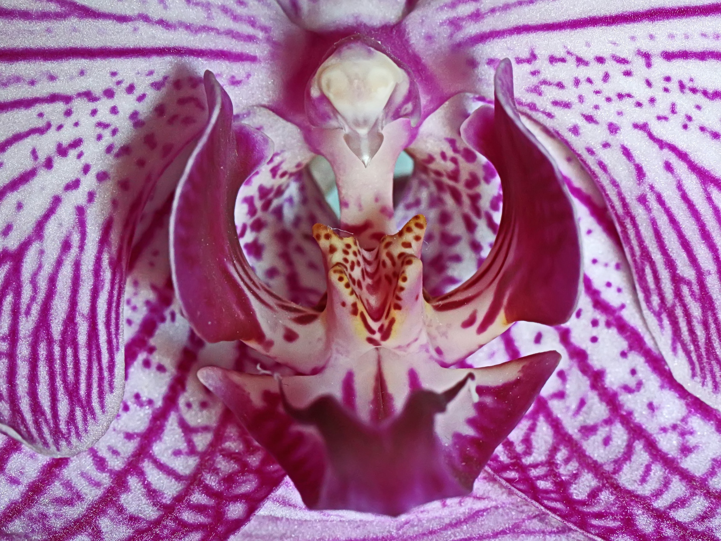 Orchideen-Innenleben