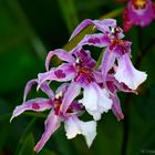 Orchideen IV