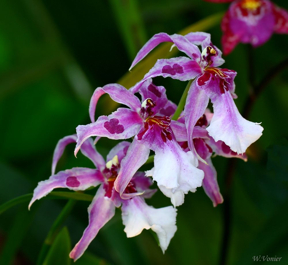 Orchideen IV