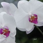 Orchideen IV