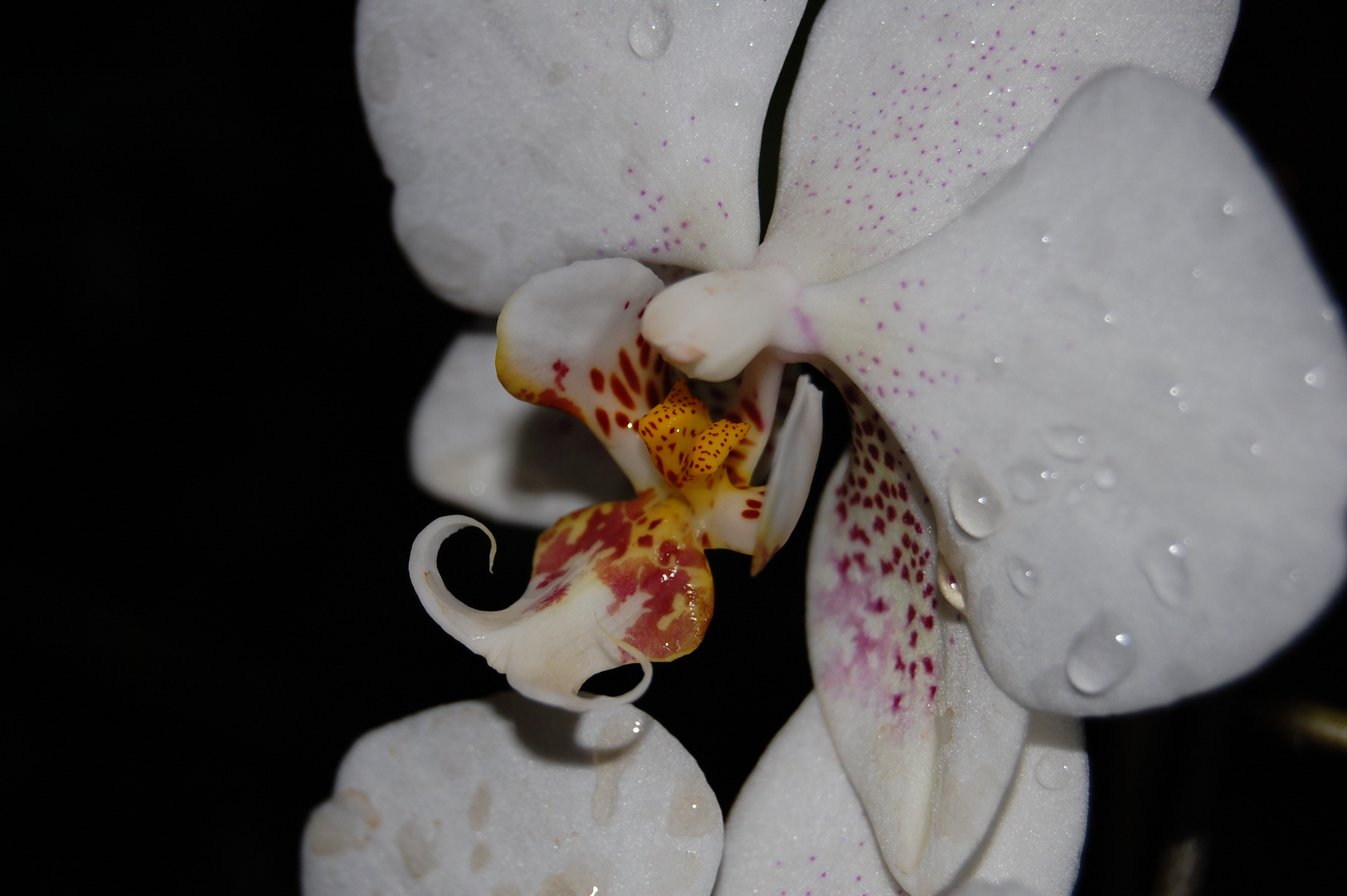 Orchideen IV