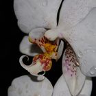 Orchideen IV