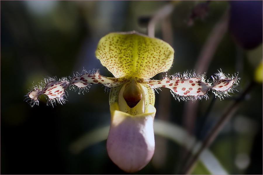 Orchideen IV