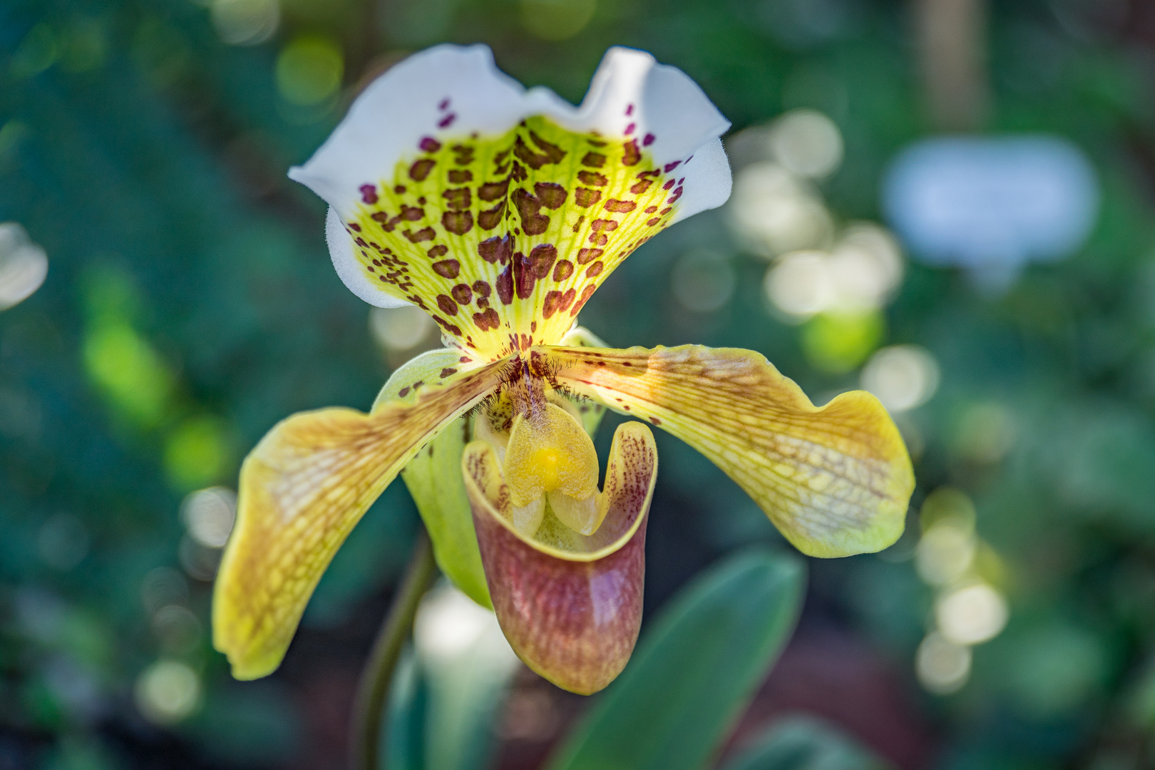Orchideen IV - Berggarten Hannover