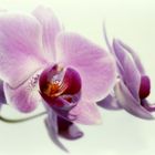 ~Orchideen IX~