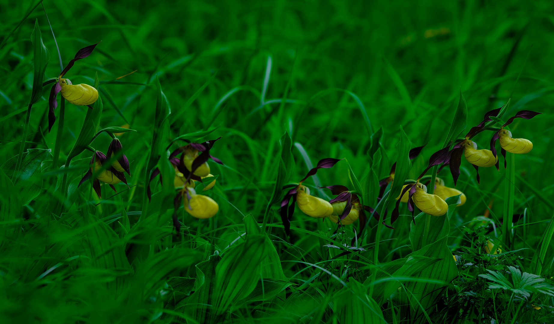 Orchideen-kette