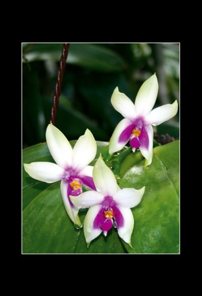 Orchideen - Korb