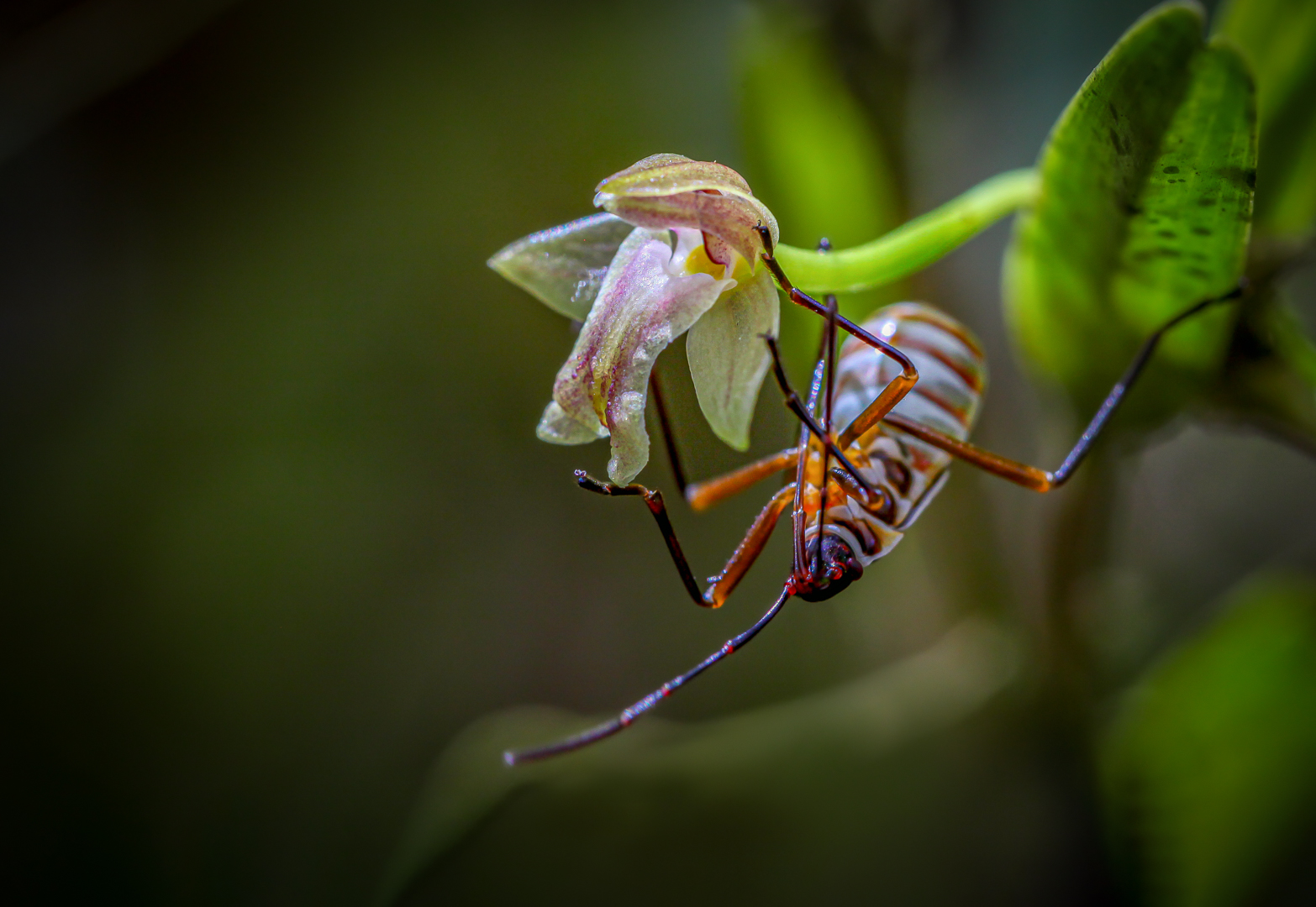 Orchideen-Liebhaber 