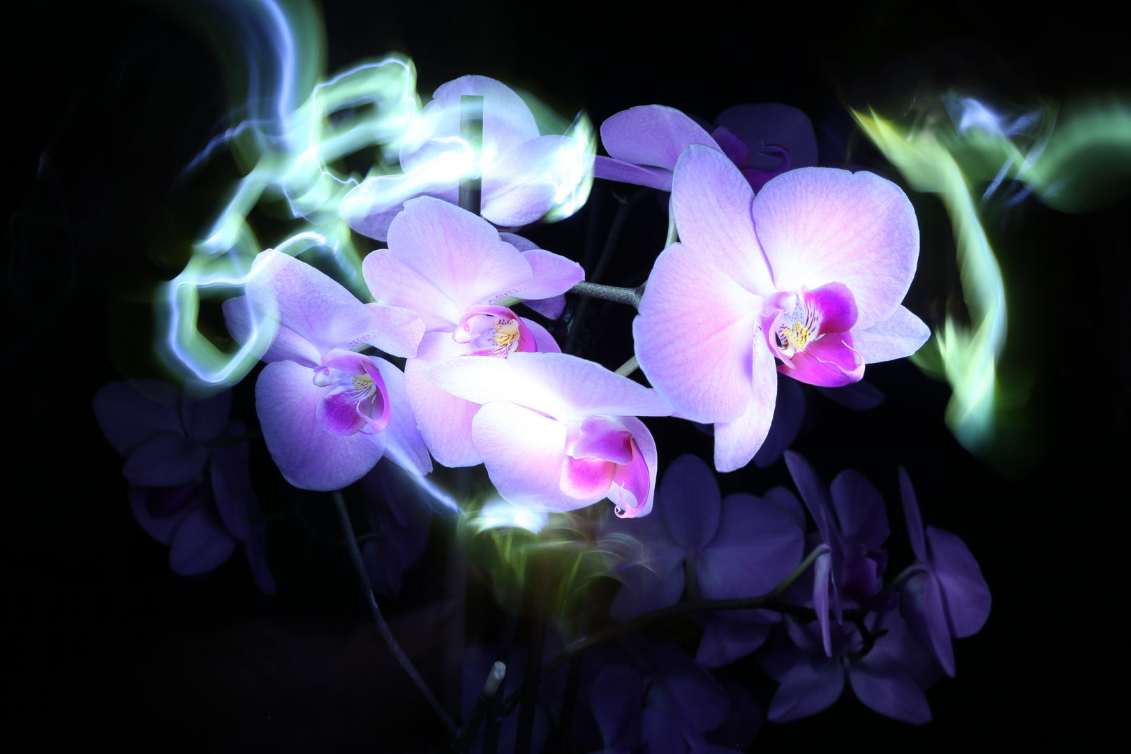 Orchideen Lightpainting III