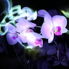 Orchideen Lightpainting III