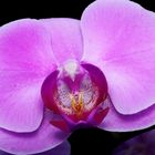 Orchideen, Lila
