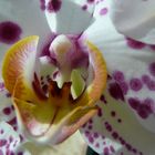 Orchideen Macro