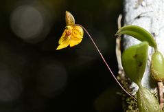 Orchideen Madagaskars