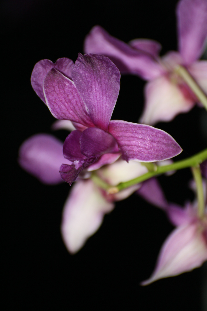 Orchideen-Makro